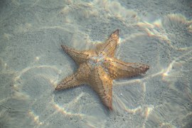 Phylum Echinoderms - Star Fish